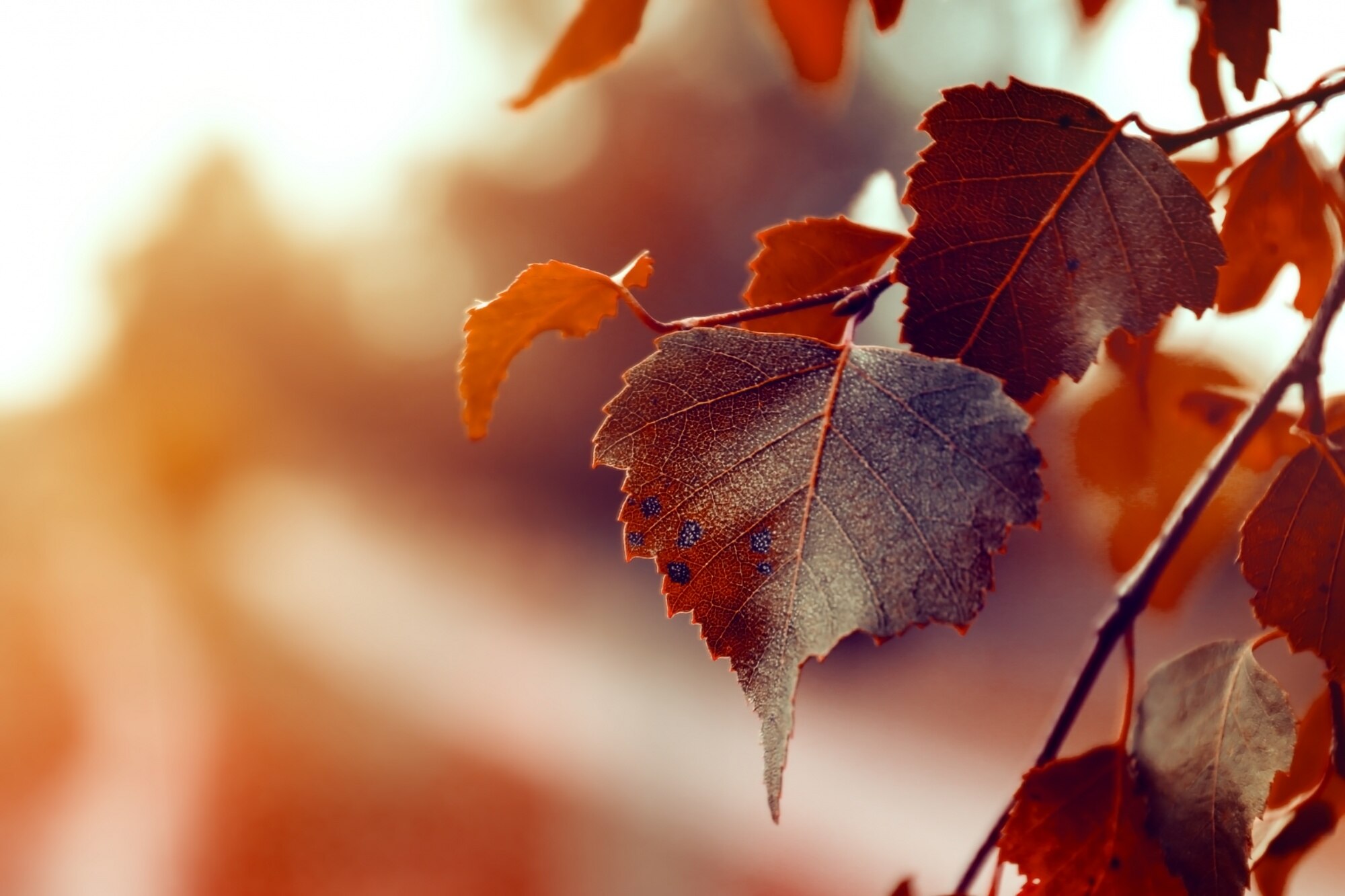 Hojas invierno