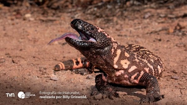 El monstruo de Gila, reptil cuyo veneno inspiró el desarrollo de Ozempic.