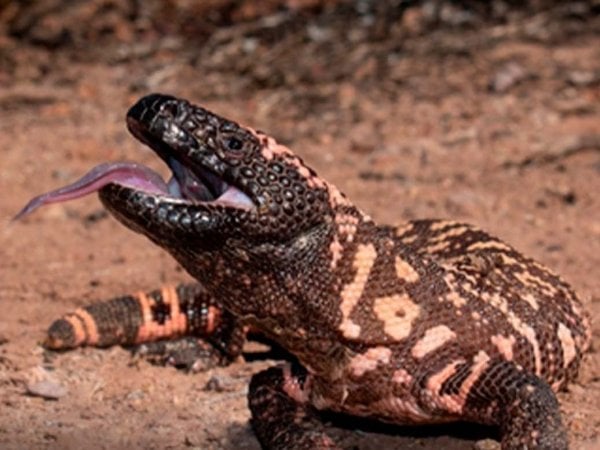 El monstruo de Gila, reptil cuyo veneno inspiró el desarrollo de Ozempic.
