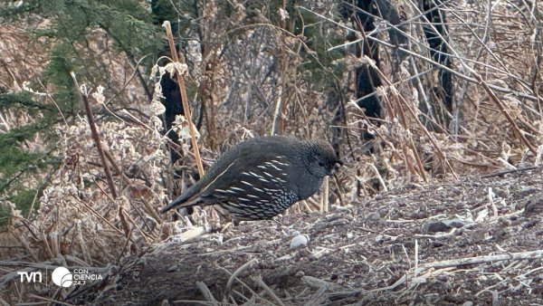 Grupo de personas observando aves en el Parque Metropolitano de Santiago durante el Día Mundial de la Naturaleza.