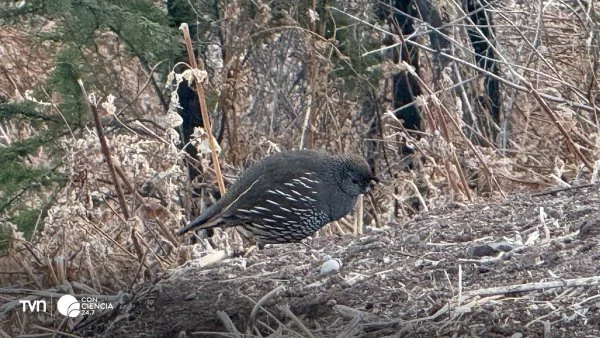 Grupo de personas observando aves en el Parque Metropolitano de Santiago durante el Día Mundial de la Naturaleza.