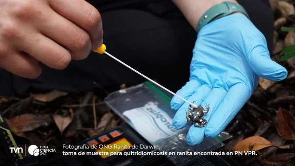 Guardaparques observando una Ranita de Darwin en el bosque lluvioso del Parque Nacional Vicente Pérez Rosales.