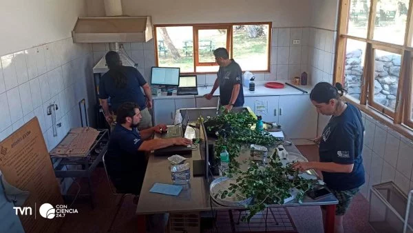 Investigadores de la USM realizando estudios sobre inflamabilidad en la Reserva Nacional Río de los Cipreses.