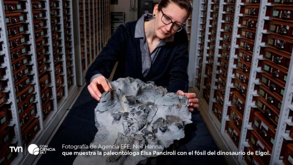 Científica trabajando en la extracción del fósil de dinosaurio en Escocia.