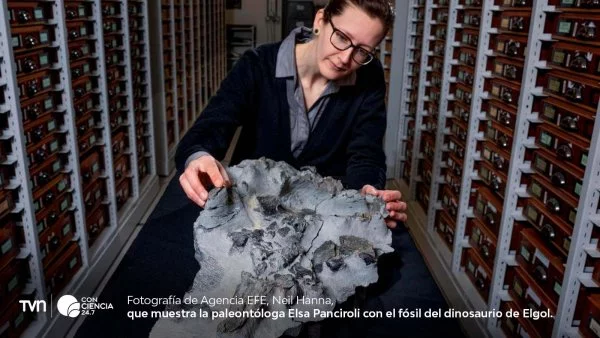 Científica trabajando en la extracción del fósil de dinosaurio en Escocia.