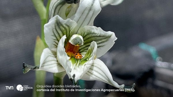 Investigador del INIA utilizando técnicas de cultivo in vitro para la conservación de orquídeas nativas chilenas.