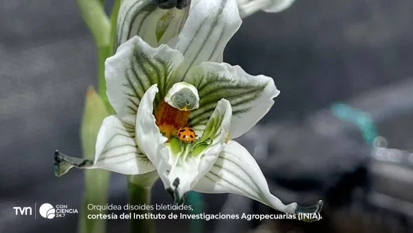 Investigador del INIA utilizando técnicas de cultivo in vitro para la conservación de orquídeas nativas chilenas.