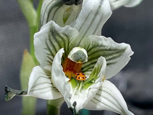Investigador del INIA utilizando técnicas de cultivo in vitro para la conservación de orquídeas nativas chilenas.