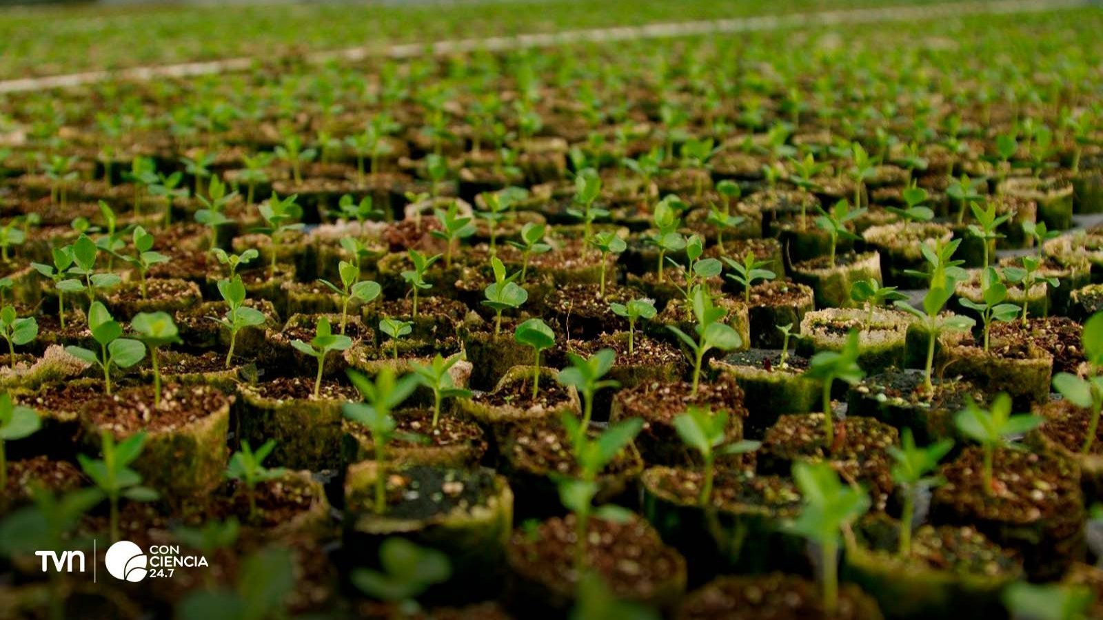 Cultivo de quillay.