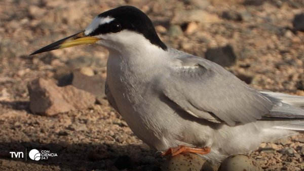 Gaviotín chico en su hábitat natural en el norte de Chile, una especie protegida por el nuevo plan de conservación.