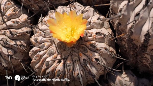 Copiapoa floreciendo en el Desierto de Atacama.