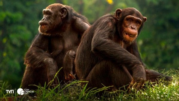Chimpancés.
