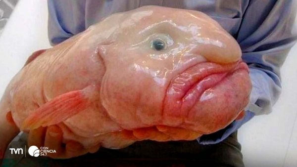 Pez borrón (Psychrolutes marcidus), elegido 