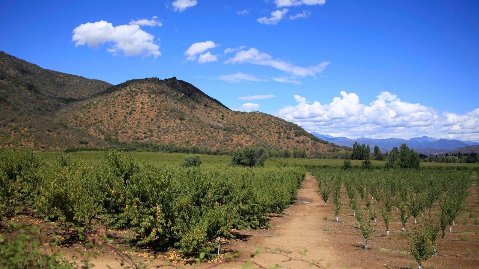 Suelos agrícolas.