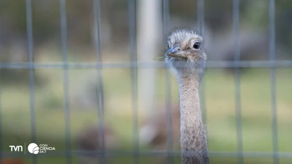 Ñandúes patagónicos siendo trasladados desde Argentina a Chile en histórica translocación binacional.