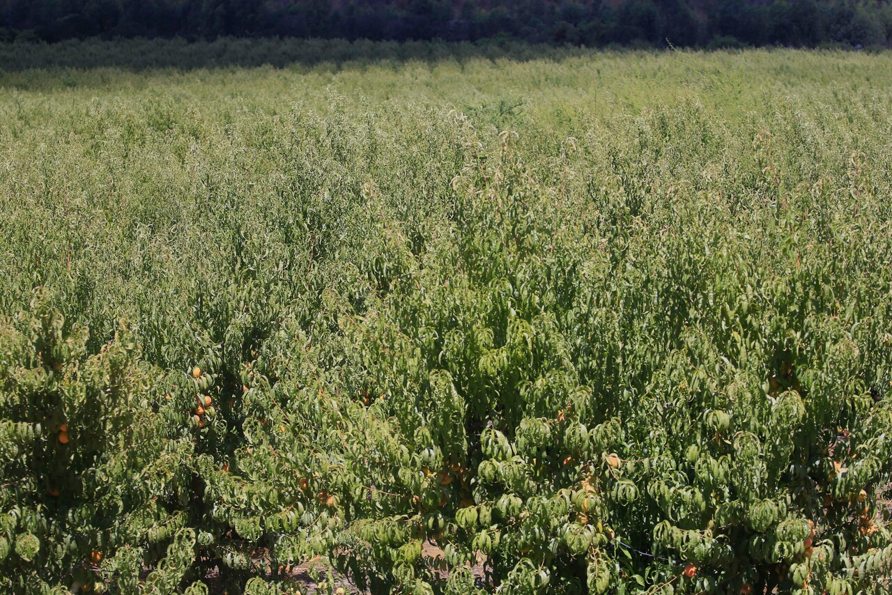 Suelo agrícola