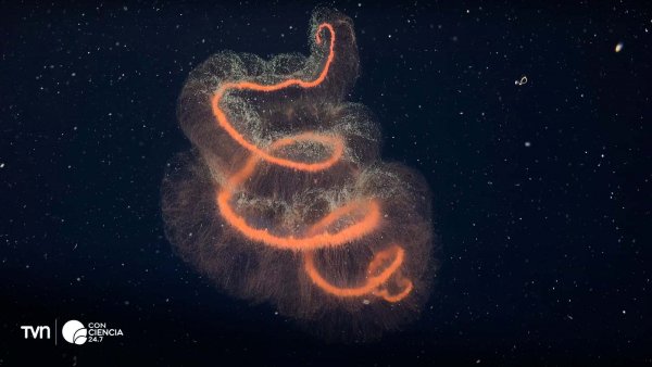 Imagen del ecosistema marino descubierto bajo el iceberg A-84 en la Antártida, mostrando corales y esponjas.