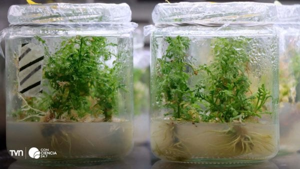 Investigadores de la USM y PUCV entregan ejemplares de Adesmia balsamica al Jardín Botánico de Viña del Mar.