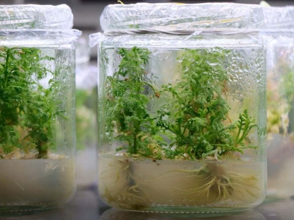 Investigadores de la USM y PUCV entregan ejemplares de Adesmia balsamica al Jardín Botánico de Viña del Mar.