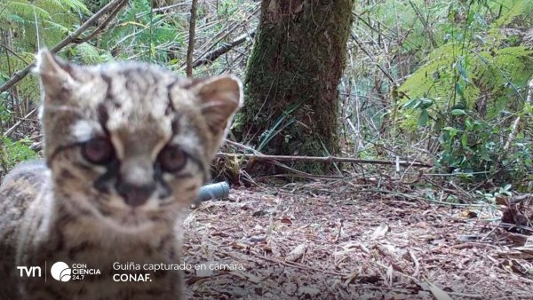 Güiña captada por cámaras trampa en el Parque Nacional Alerce Costero.