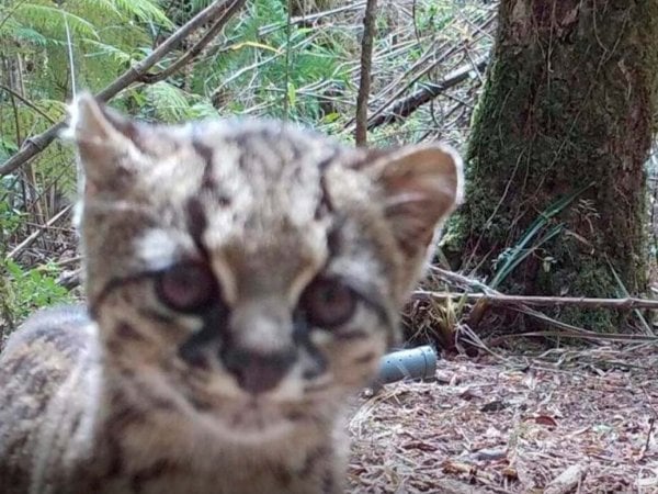 Güiña captada por cámaras trampa en el Parque Nacional Alerce Costero.