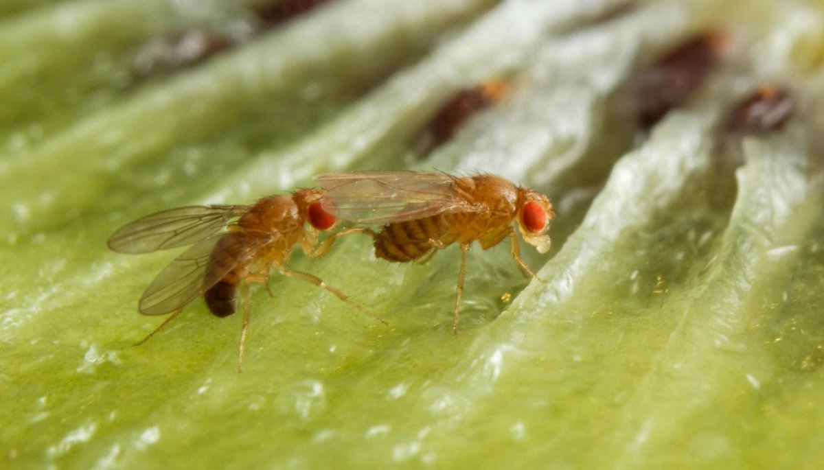 La Mosca Raspberry El alcohol hace sexys a los machos de la mosca de la fruta | 24horas