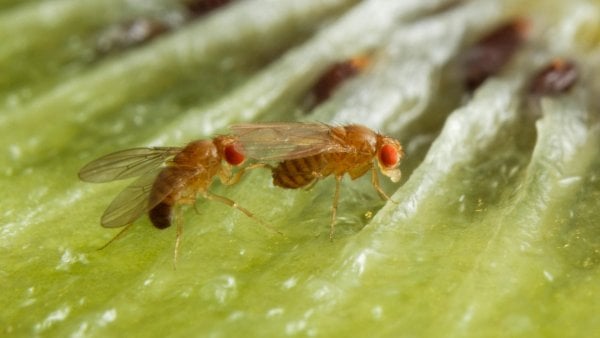Moscas de la fruta