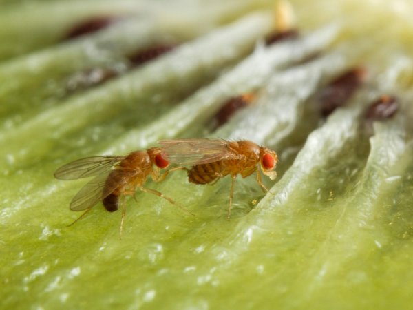 Moscas de la fruta