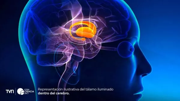 Ilustración del tálamo activado en el cerebro humano durante la percepción consciente.