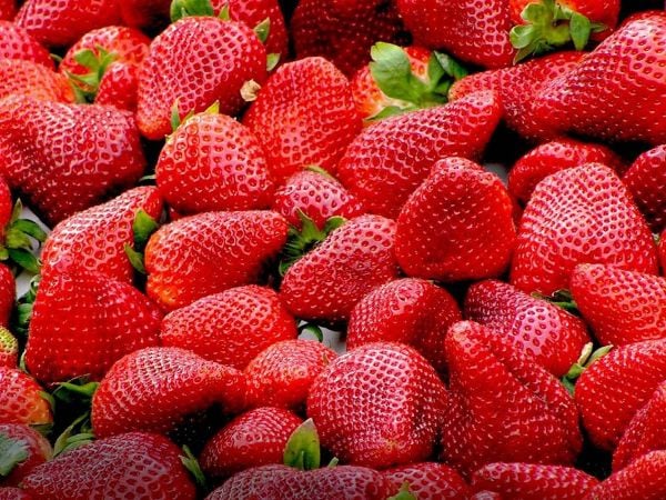 Insecto vector sobre hoja de frutilla afectada por filodia en la zona central de Chile.