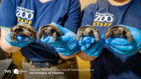Cuatro crías de tortugas de Galápagos recién nacidas en el Zoológico de Filadelfia.