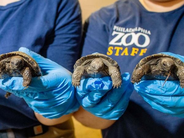Cuatro crías de tortugas de Galápagos recién nacidas en el Zoológico de Filadelfia.