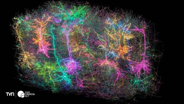 Imagen simbólica de más de mil neuronas coloreadas del proyecto MICrONS, representando el mayor mapa cerebral de un mamífero hasta la fecha.