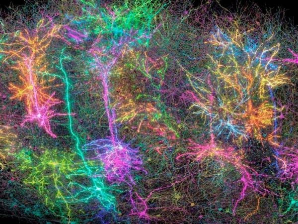 Imagen simbólica de más de mil neuronas coloreadas del proyecto MICrONS, representando el mayor mapa cerebral de un mamífero hasta la fecha.
