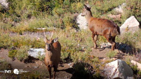 Pareja de huemules vista CONAF.