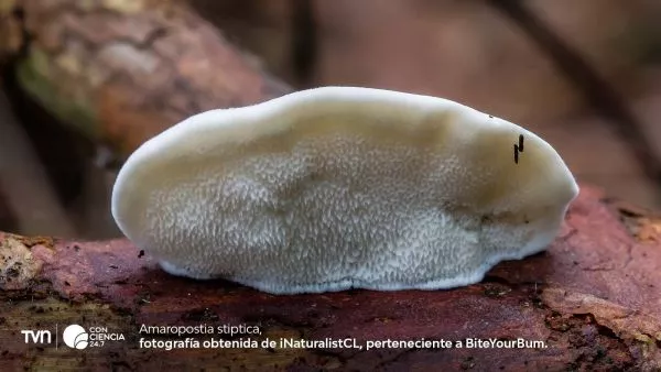 Científico analiza compuestos extraídos del hongo Amaropostia stiptica en un laboratorio especializado.