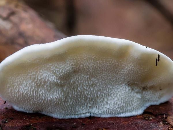 Científico analiza compuestos extraídos del hongo Amaropostia stiptica en un laboratorio especializado.