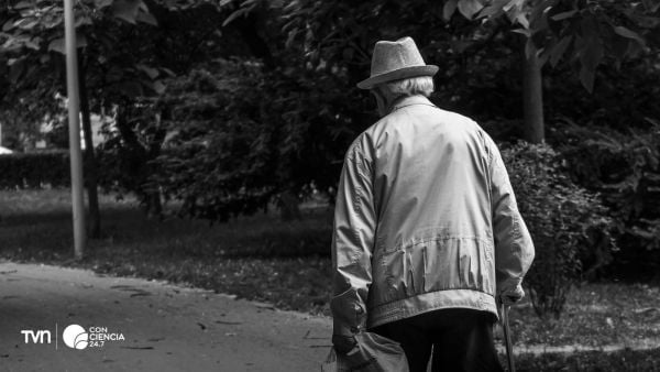 Equipo científico de la UTalca analiza la función mitocondrial en células de adultos mayores para prevenir el síndrome de fragilidad.