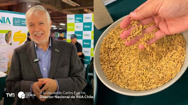 Stand del INIA en Metro Baquedano mostrando arroz negro Onix, harinas sin gluten y semillas nativas en el marco del aniversario 61 de la institución.