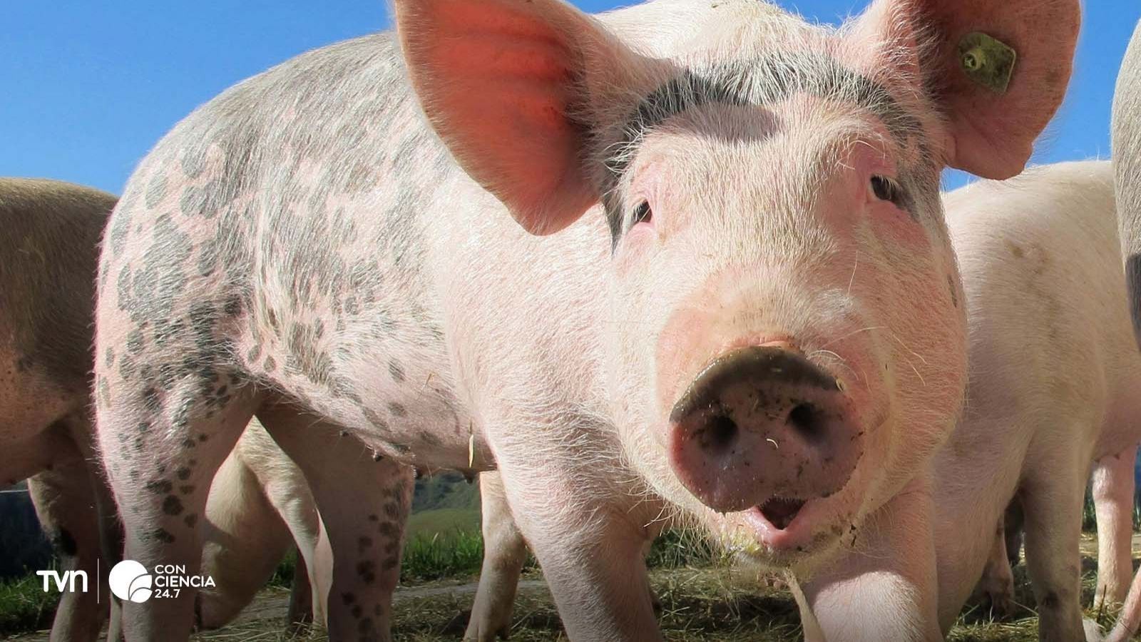 Cerdo.