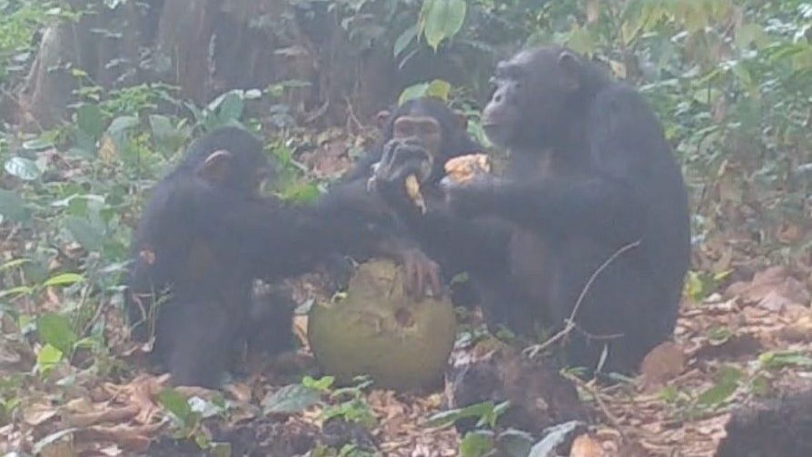 Chimpancés salvajes comiendo y compartiendo fruta con alcohol