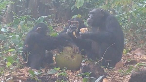 Chimpancés salvajes comiendo y compartiendo fruta con alcohol