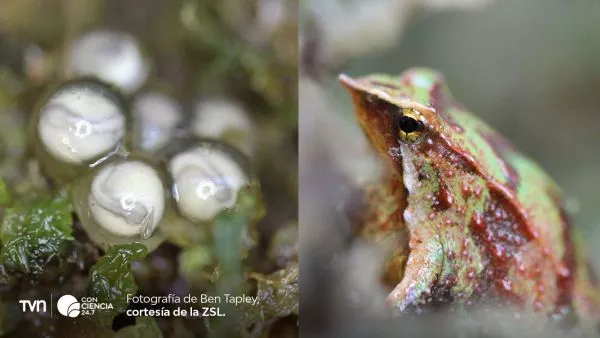 Huevitos de Ranita de Darwin Londres.