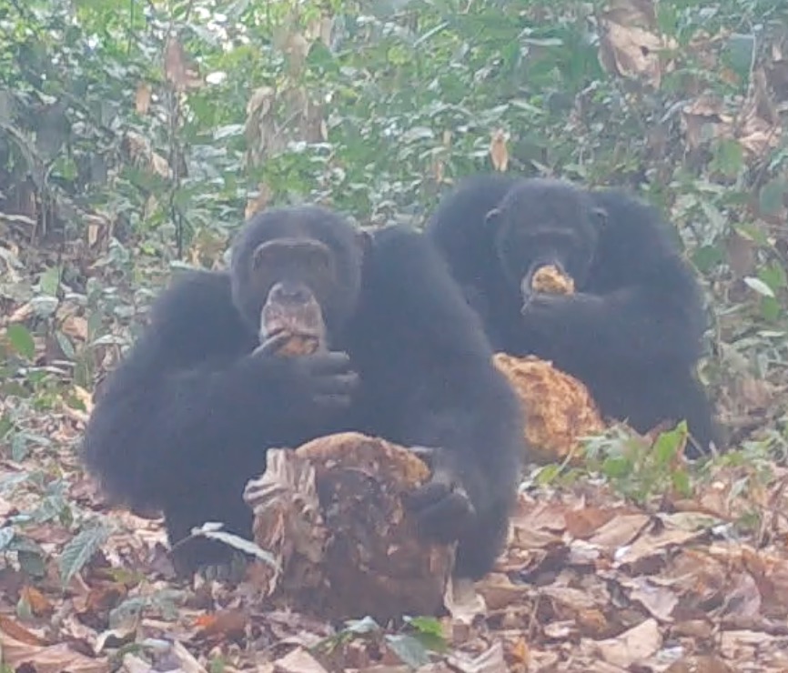 chimpancés compartiendo fruta del pan africana fermentada
