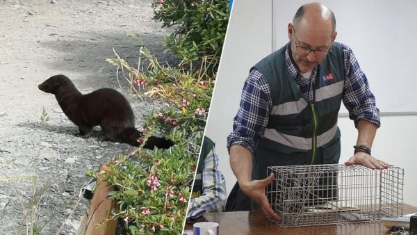 Visón americano y SAG