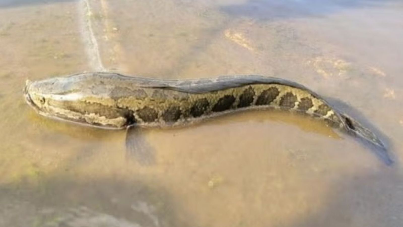 Pez cabeza de serpiente