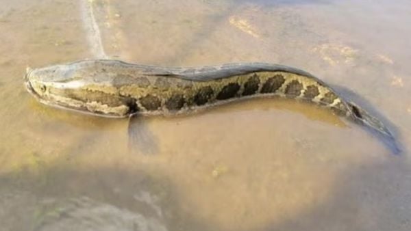 Pez cabeza de serpiente