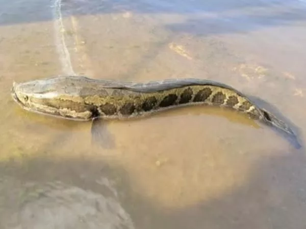 Pez cabeza de serpiente