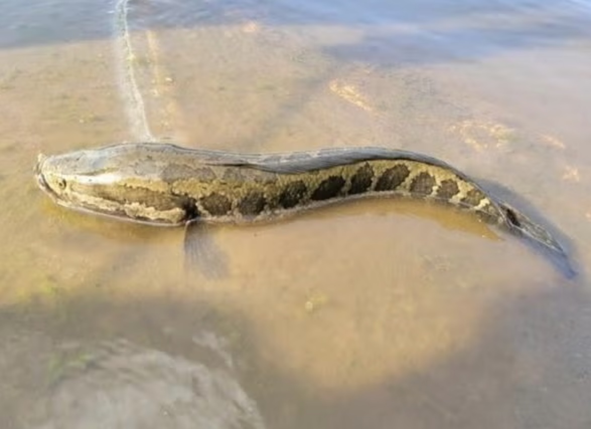 Pez cabeza de serpiente