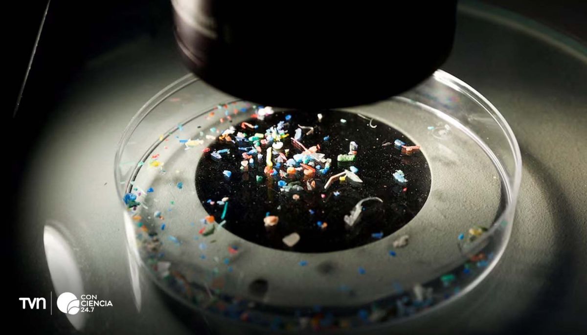 Microplastics in Human Ovaries - News Directory 3